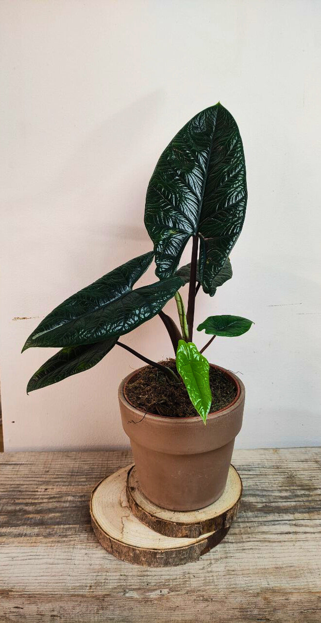 Alocasia Scalprum: la piccola gemma dal verde metallico e compatto