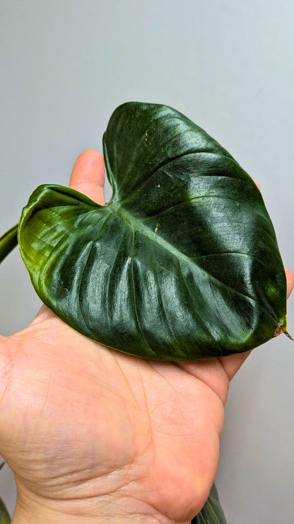 Philodendron cf Rugosum 1 - Adozione Speciale