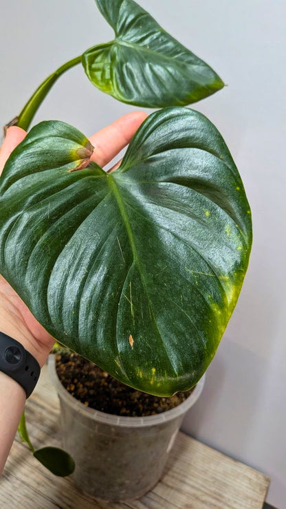 Philodendron cf Rugosum 1 - Adozione Speciale