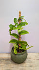 Rhaphidophora Korthalsii