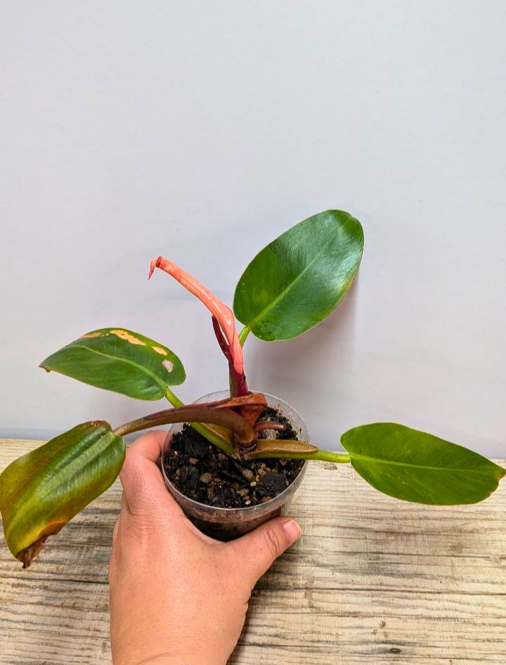 Philodendron Prince of Orange 2 - Adozione Speciale