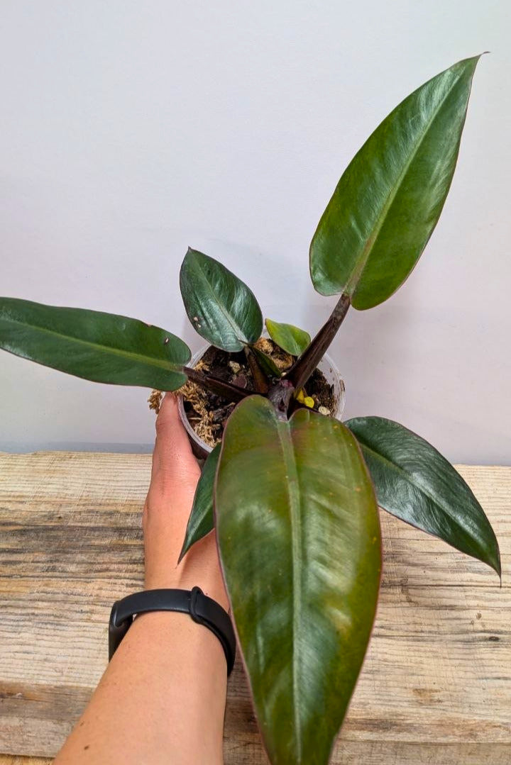 Philodendron Red Cherry 2 - Adozione Speciale