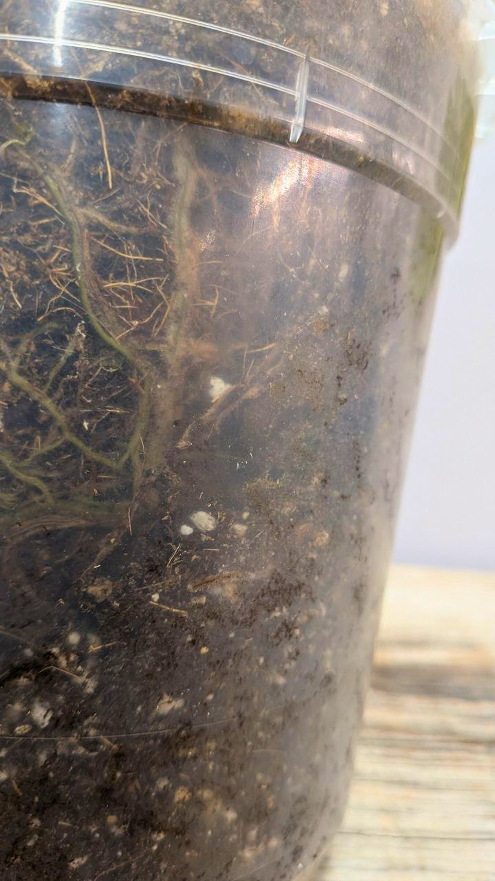 Philodendron CF Serpens - Adozione Speciale