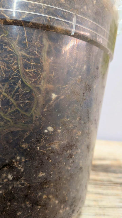Philodendron CF Serpens - Adozione Speciale
