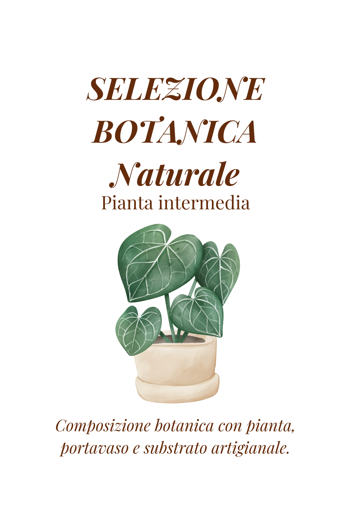 Selezione Botanica Naturale | Pianta Araceae di dimensioni intermedie
