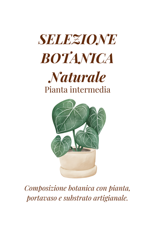 Selezione Botanica Naturale | Pianta Araceae di dimensioni intermedie