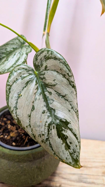 Philodendron Brandtianum