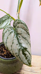 Philodendron Brandtianum