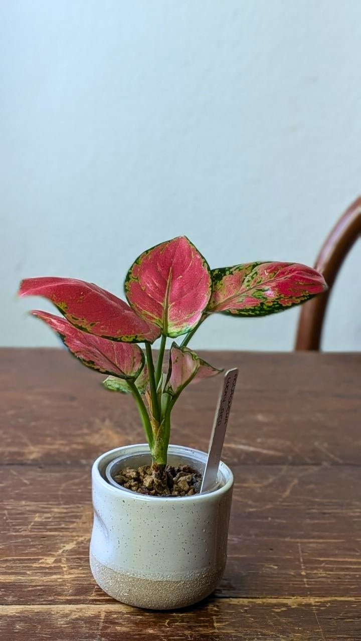 Aglaonema ‘Lucky Red’ | Idrocoltura – Esemplare 02