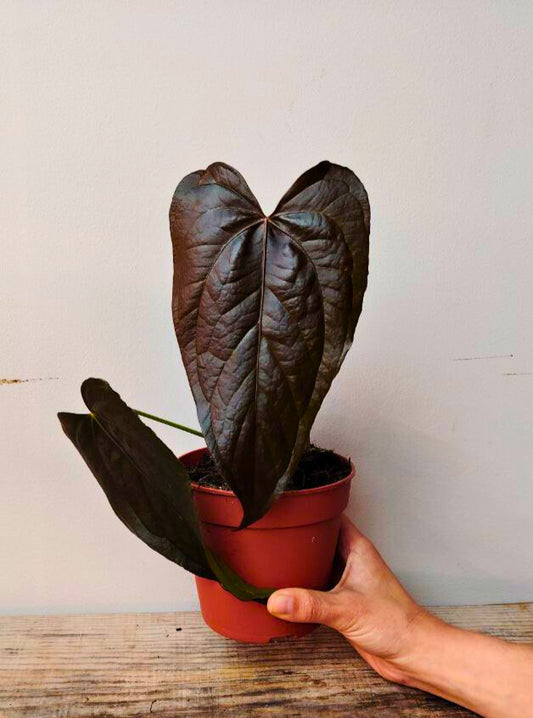 Anthurium Queen of Heart: Foglie a Cuore Rosse per un Tocco di Eleganza Unica