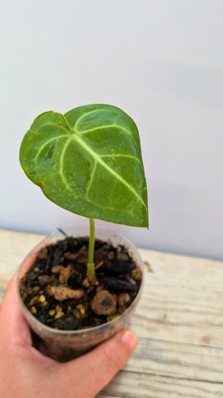 Pacchetto Baby Anthurium 1- Piante da Recupero