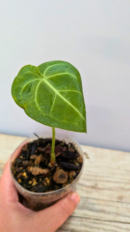 Pacchetto Baby Anthurium 1- Piante da Recupero