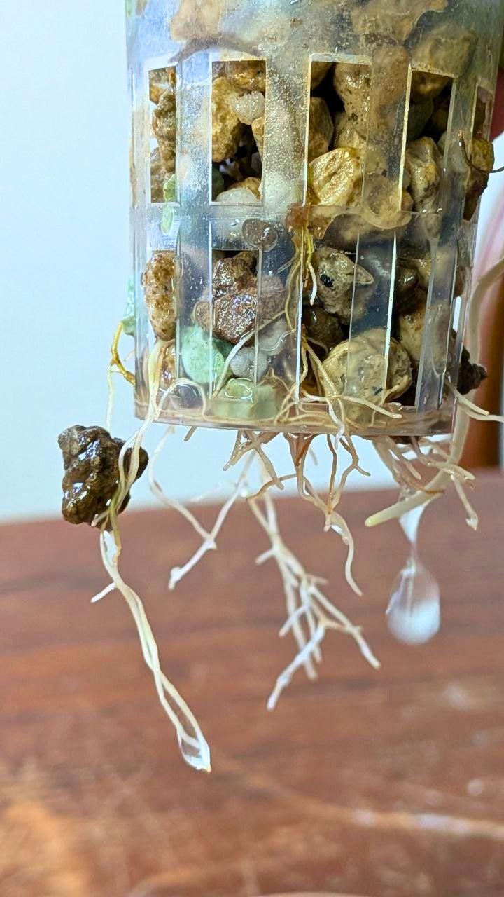 Philodendron micans | Pianta adattata all'idrocoltura