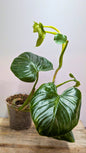 Philodendron cf Rugosum 2 - Adozione Speciale