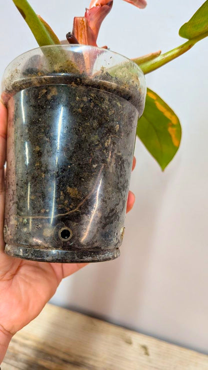 Philodendron Prince of Orange 2 - Adozione Speciale