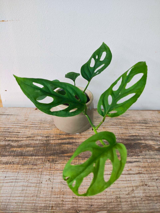 Monstera Obliqua – Rarità tropicale dalle foglie traforate