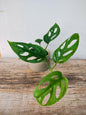 Monstera Obliqua – Rarità tropicale dalle foglie traforate