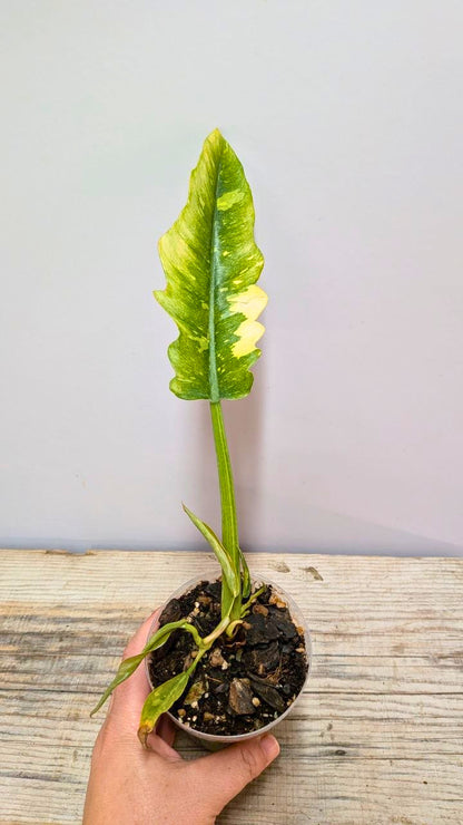Philodendron Ring of Fire 3 - Adozione Speciale