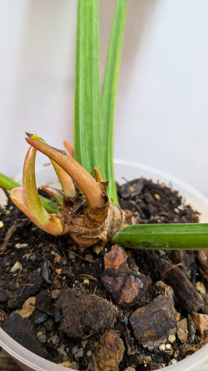 Philodendron Ring of Fire 1 - Adozione Speciale