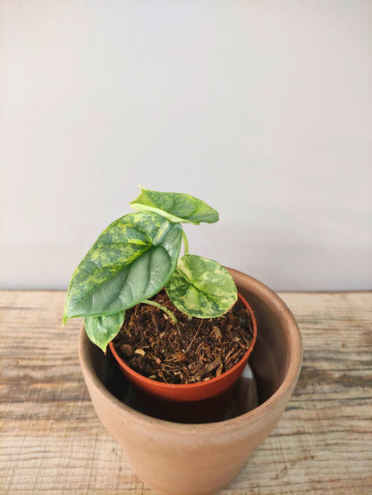 Alocasia Baginda 'Silver Dragon Variegata: argento, venature e pura meraviglia