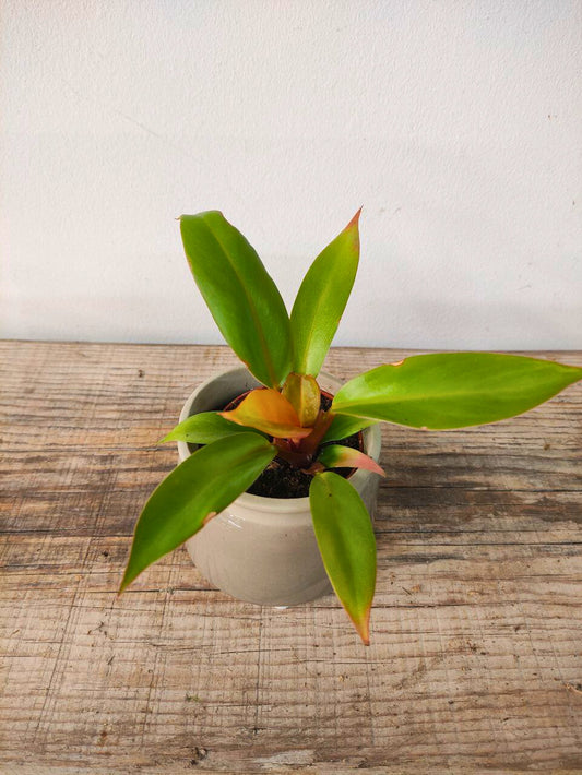 Philodendron Prince of Orange – Foglie cangianti dal fascino tropicale