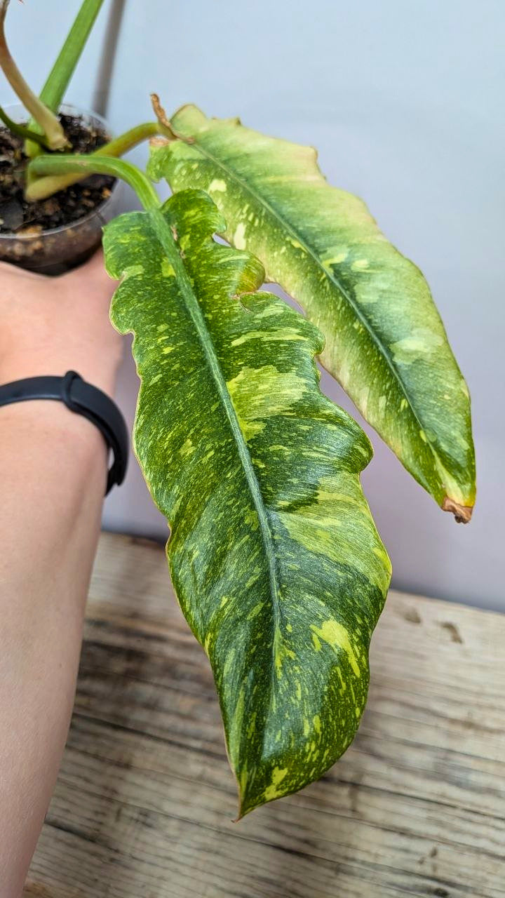 Philodendron Ring of Fire 2 - Adozione Speciale