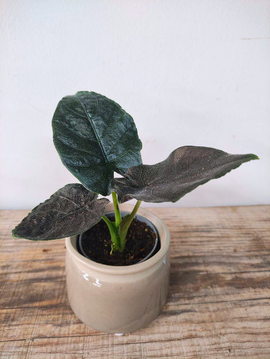 Alocasia Antoro Velvet – Foglie vellutate e cuoriformi