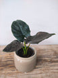 Alocasia Antoro Velvet – Foglie vellutate e cuoriformi