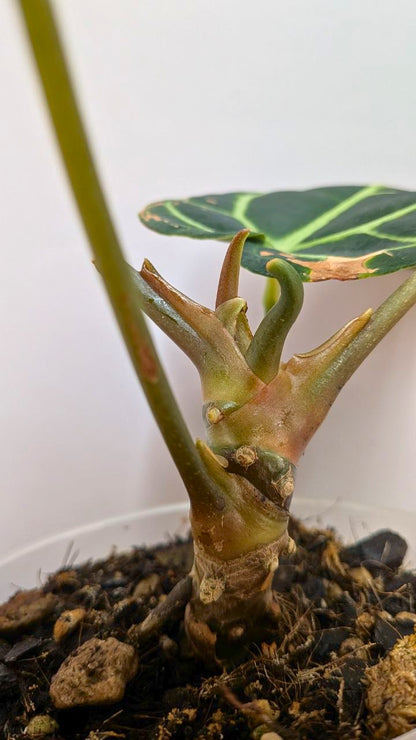 Anthurium Regale 1 - Adozione Speciale