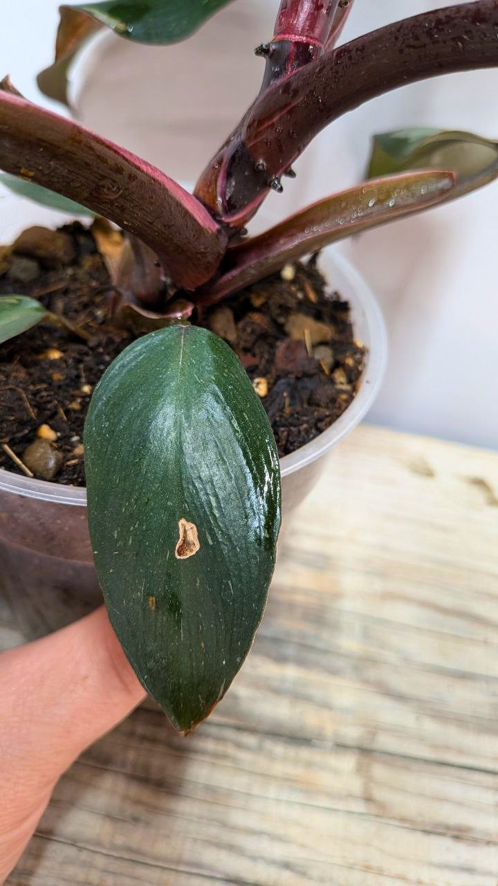 Philodendron Red Anderson - Adozione Speciale