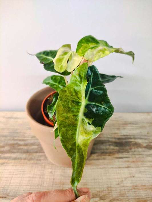 Alocasia Amazonica Polly Variegata Aurea, compatta e scenografica