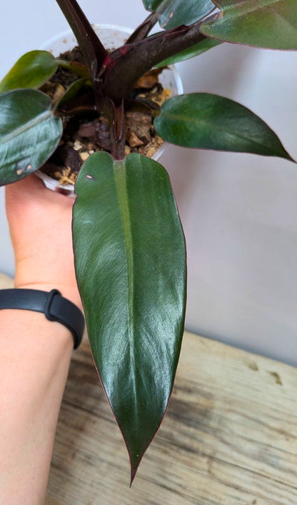 Philodendron Red Cherry 2 - Adozione Speciale