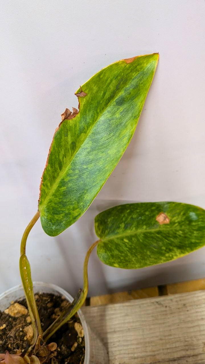 Philodendron Orange Marmalade 2- Adozione Speciale