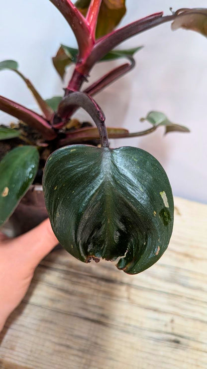 Philodendron Red Anderson - Adozione Speciale