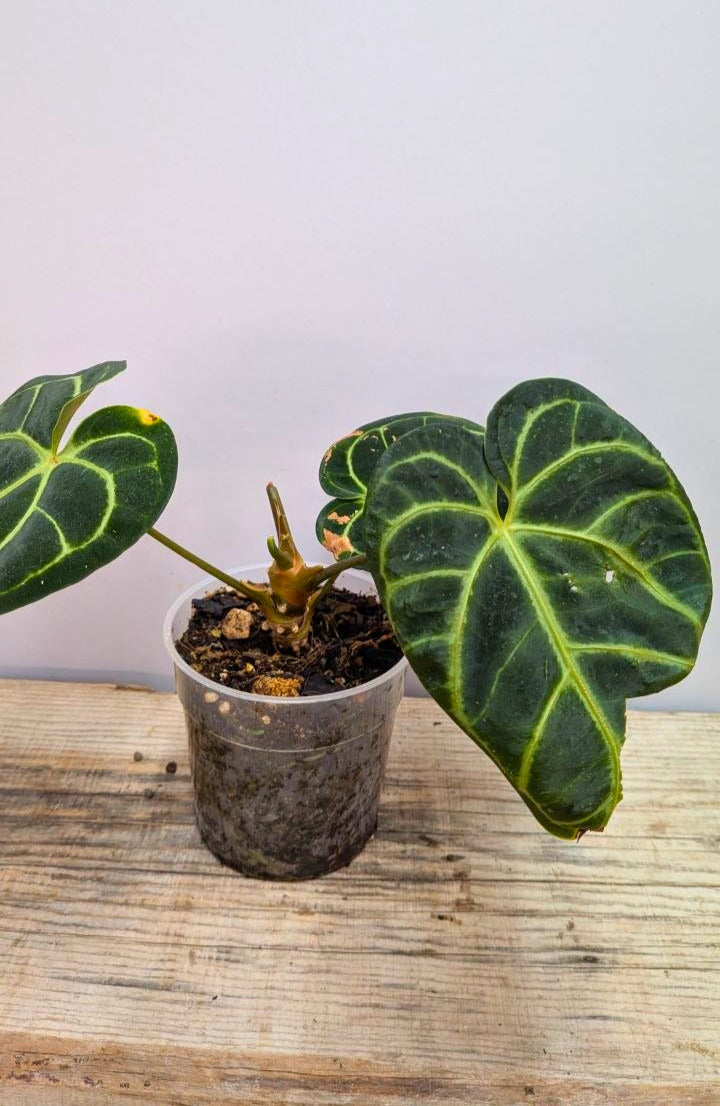 Anthurium Regale 1 - Adozione Speciale