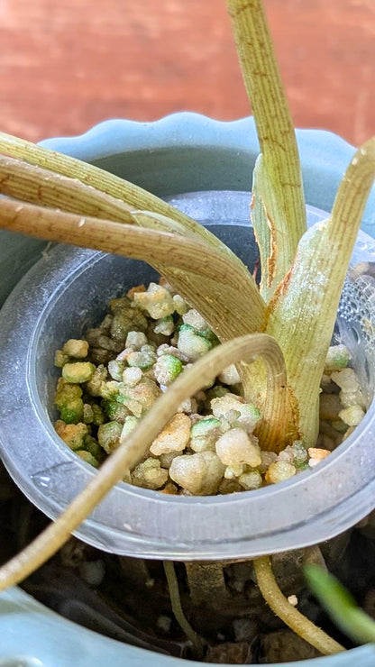 Alocasia scalprum | Pianta adattata all'idrocoltura