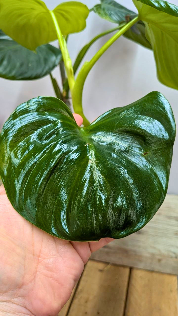 Philodendron cf Rugosum 1 - Adozione Speciale
