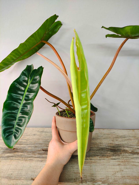 Philodendron Billietiae – Foglie allungate e piccioli arancio