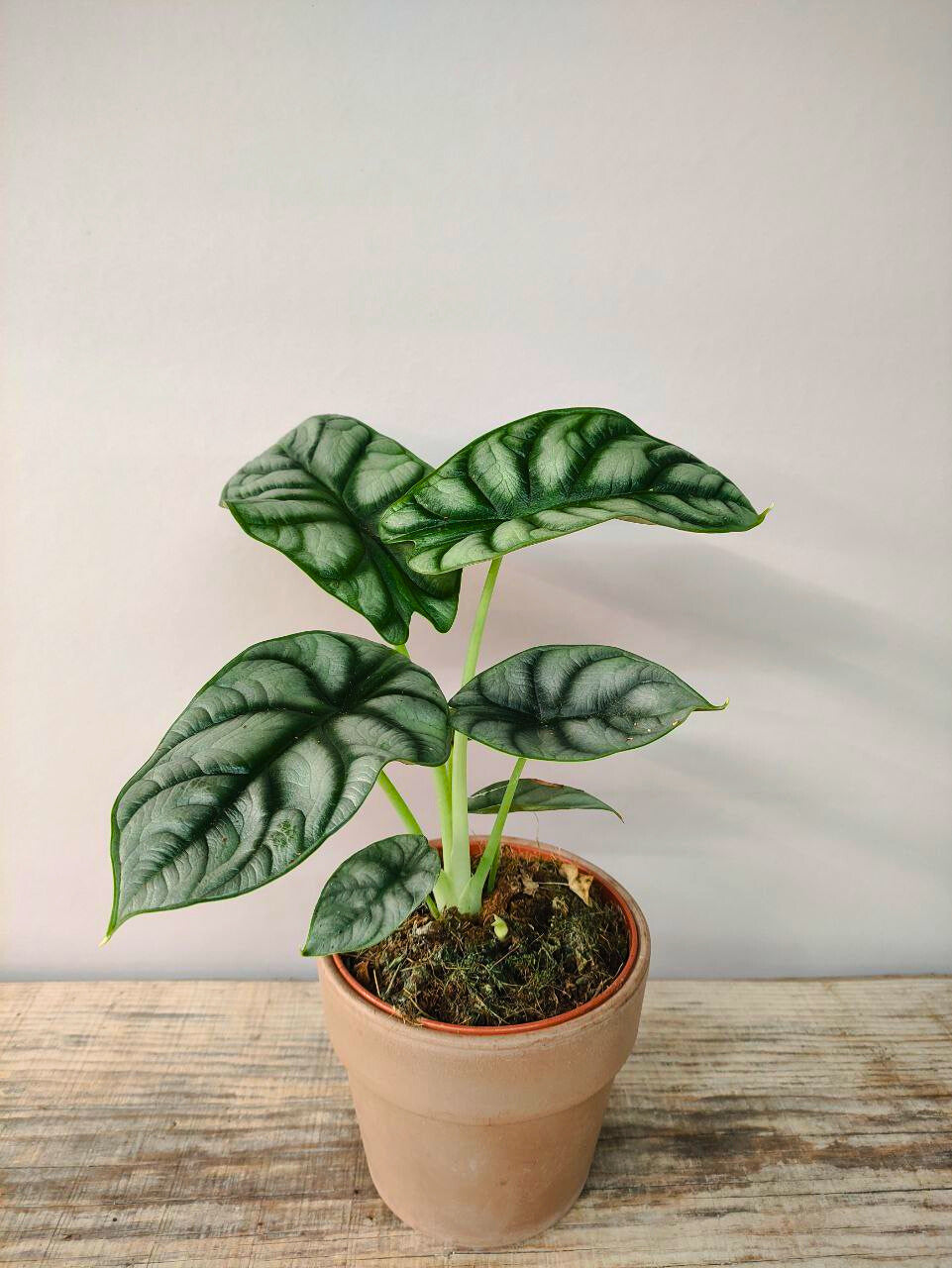 Alocasia Baginda "Silver Dragon" – Baby Plant dalle Scaglie di Drago