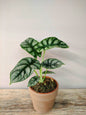 Alocasia Baginda "Silver Dragon" – Baby Plant dalle Scaglie di Drago