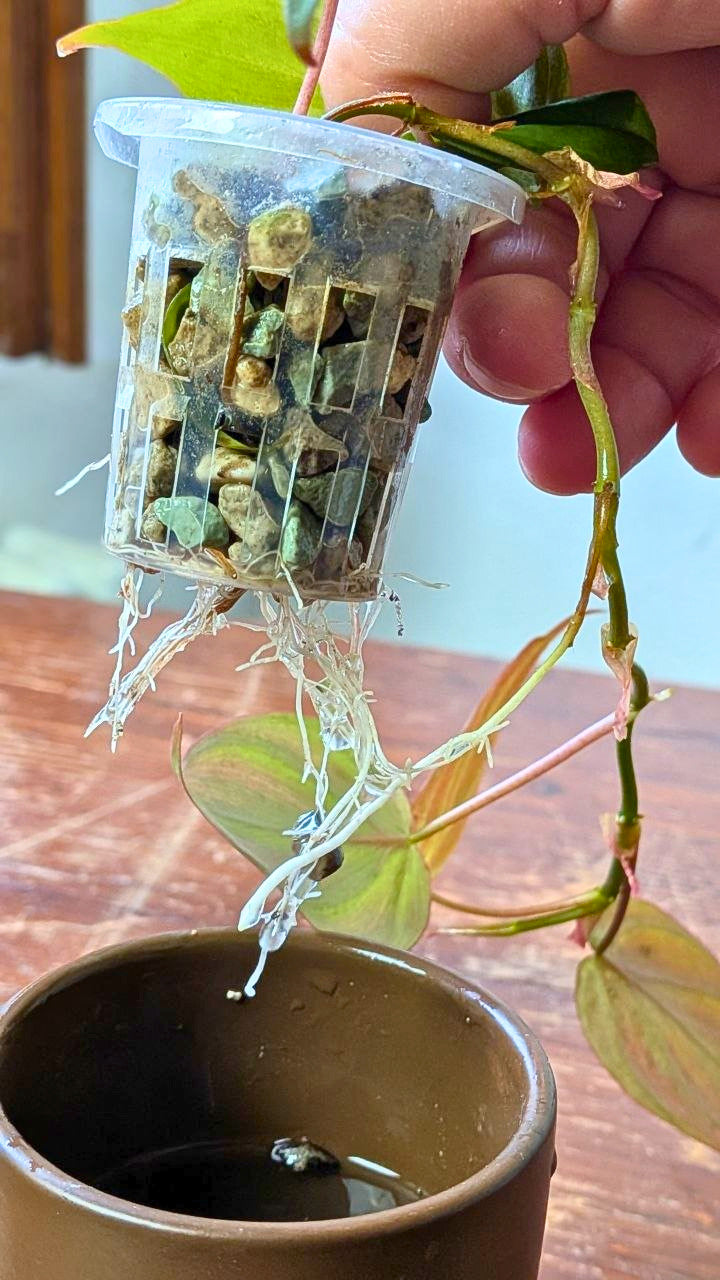 Philodendron micans | Idrocoltura – Esemplare 02