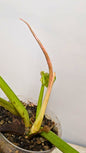 Philodendron Ring of Fire 2 - Adozione Speciale