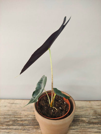 Alocasia Longiloba Purple – Eleganza tropicale dalle foglie violacee