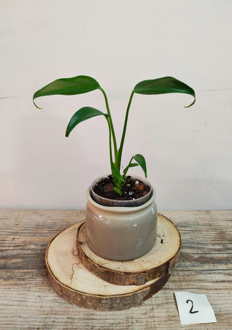 Monstera Burle Marx Flame – Eleganza tropicale e forma inconfondibile