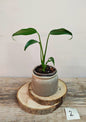 Monstera Burle Marx Flame – Eleganza tropicale e forma inconfondibile