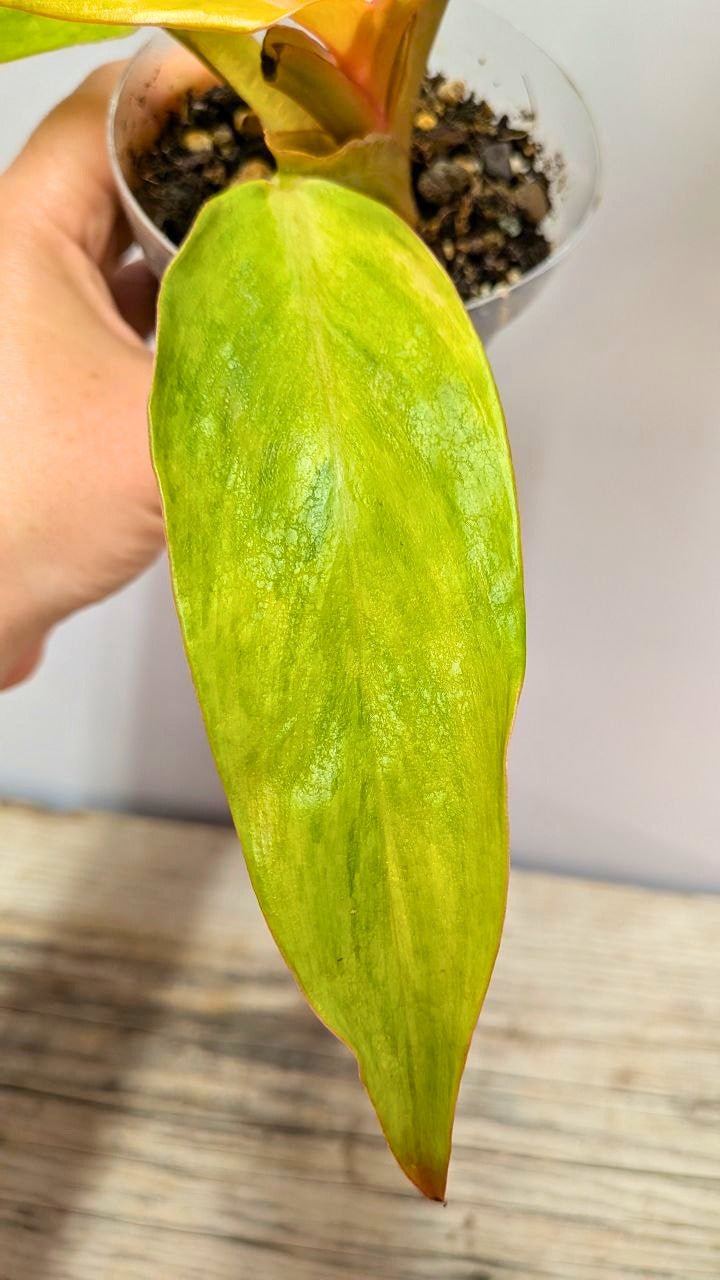Philodendron Orange Marmalade 3- Adozione Speciale