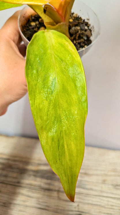 Philodendron Orange Marmalade 3- Adozione Speciale