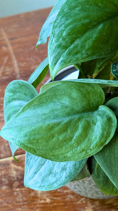 Scindapsus ‘Silver Hero’ × ‘Silver Lady’ | Mix adattato all'idrocoltura