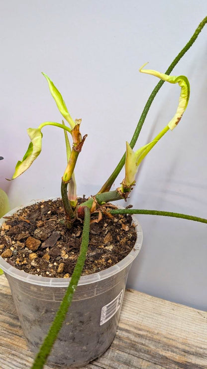 Philodendron CF Serpens - Adozione Speciale