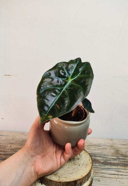 Alocasia Red Petiole – Contrasti forti per un look tropicale deciso